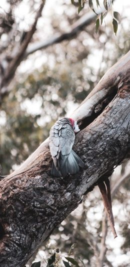 [2436x1125]树枝 树洞 羽毛 飞鸟 苹果手机壁纸图片