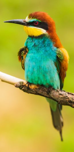 [2436x1125]树枝 栖息 飞鸟 翠鸟 羽毛 苹果手机壁纸图片