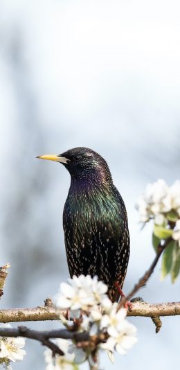 [2436x1125]树枝 白色鲜花 飞鸟 紫翅椋鸟 苹果手机壁纸图片