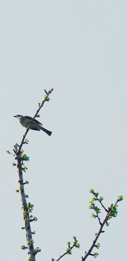 [2436x1125]树枝 绿叶 飞鸟 栖息 苹果手机壁纸图片