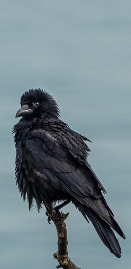 [2436x1125]树枝 飞鸟 乌鸦 栖息 苹果手机壁纸图片
