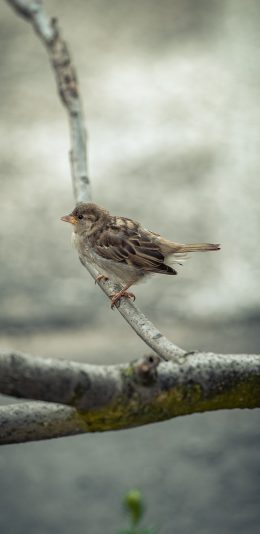 [2436x1125]树枝 飞鸟 山雀 雀鸟 苹果手机壁纸图片