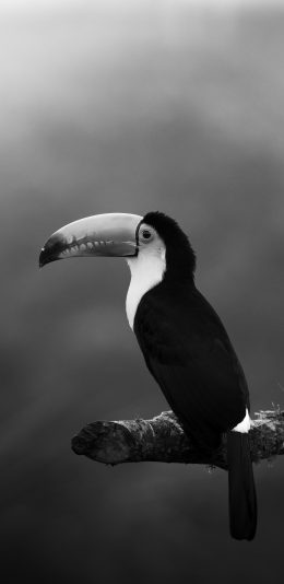 [2436x1125]树枝 飞鸟 巨嘴鸟 黑白 苹果手机壁纸图片