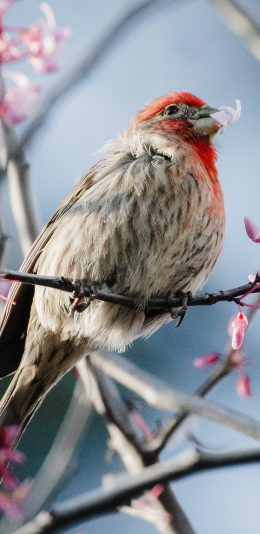 [2436x1125]树枝 飞鸟 松雀 栖息 苹果手机壁纸图片