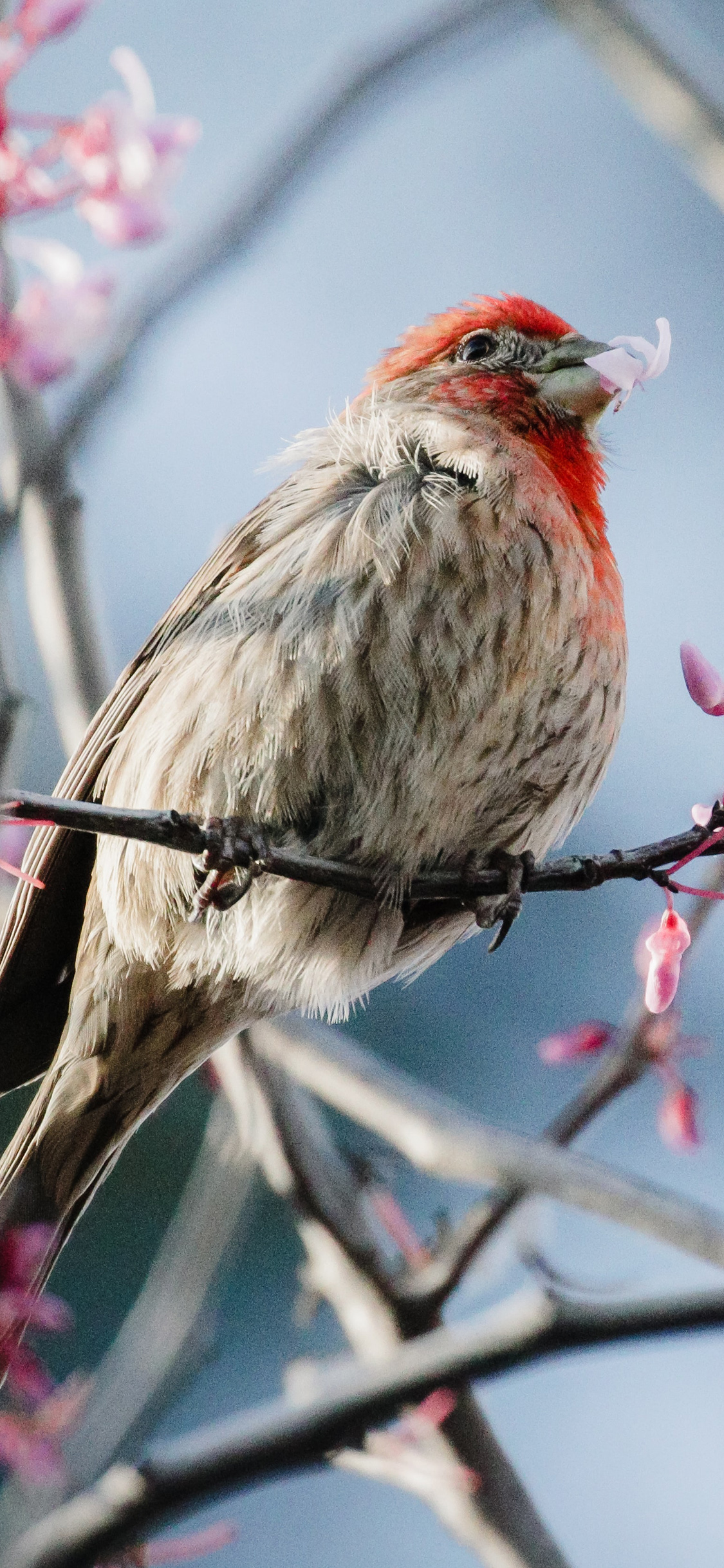 [2436×1125]树枝 飞鸟 松雀 栖息 苹果手机壁纸图片