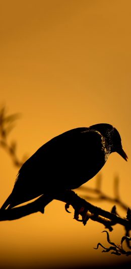 [2436x1125]树枝 飞鸟 栖息 乌鸦 苹果手机壁纸图片
