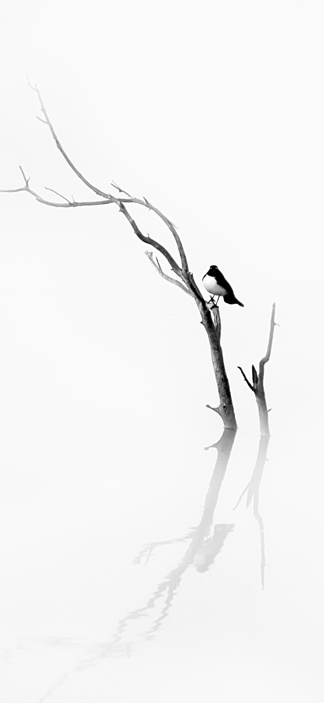 [2436×1125]树枝 飞鸟 栖息 意境 苹果手机壁纸图片