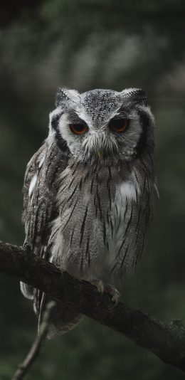 [2436x1125]树枝 飞鸟 猫头鹰 栖息 苹果手机壁纸图片