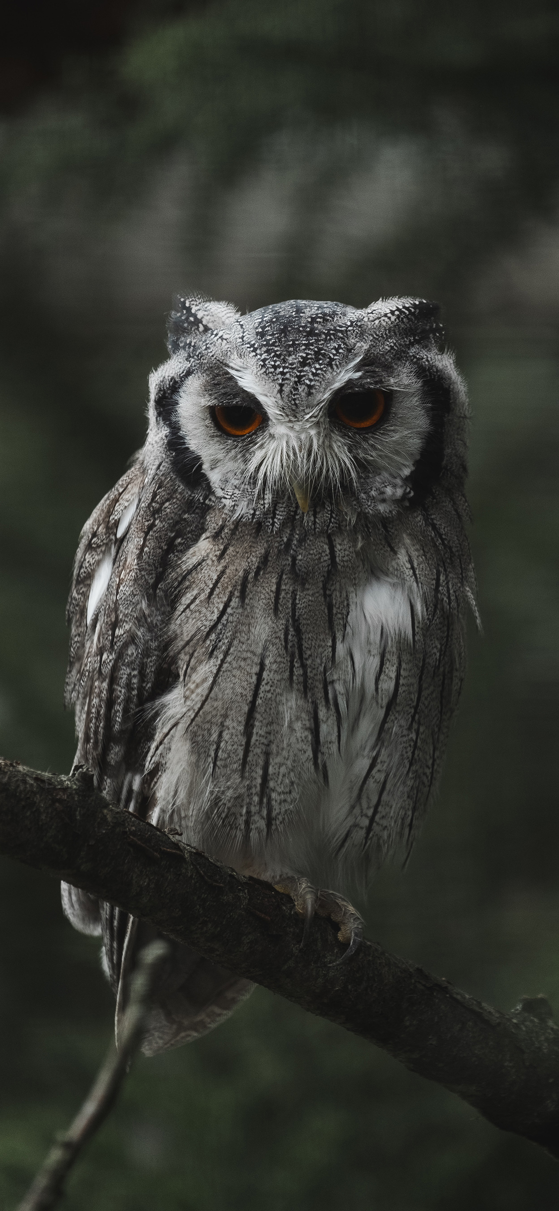 [2436×1125]树枝 飞鸟 猫头鹰 栖息 苹果手机壁纸图片