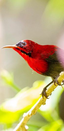 [2436x1125]树枝 飞鸟 红色羽毛 太阳鸟 苹果手机壁纸图片