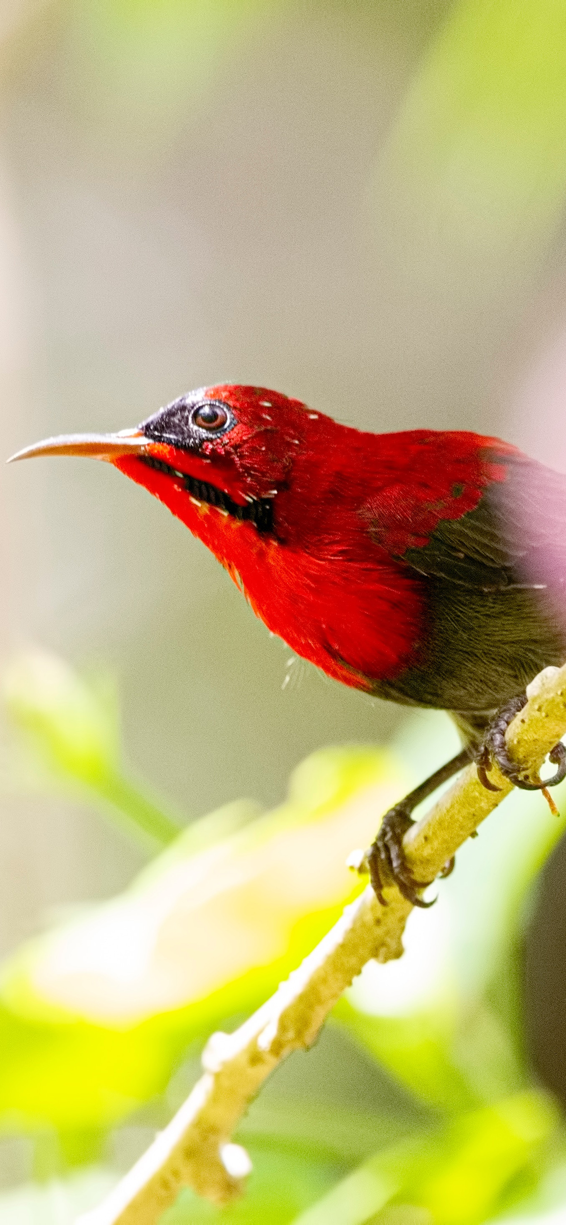 [2436×1125]树枝 飞鸟 红色羽毛 太阳鸟 苹果手机壁纸图片