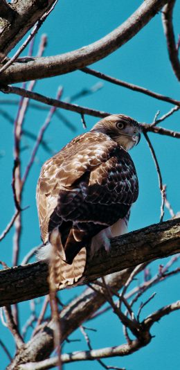 [2436x1125]树枝 飞鸟 老鹰 捕猎 苹果手机壁纸图片