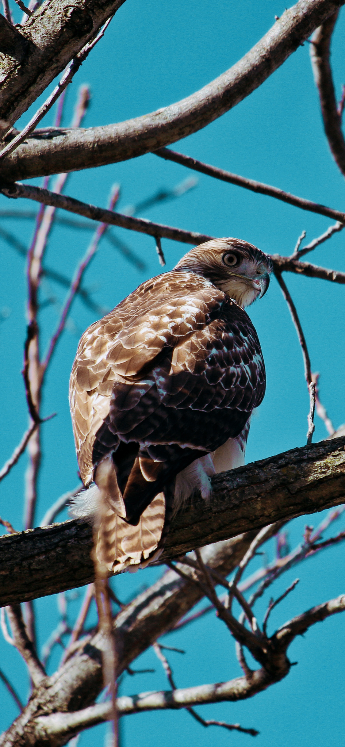 [2436×1125]树枝 飞鸟 老鹰 捕猎 苹果手机壁纸图片