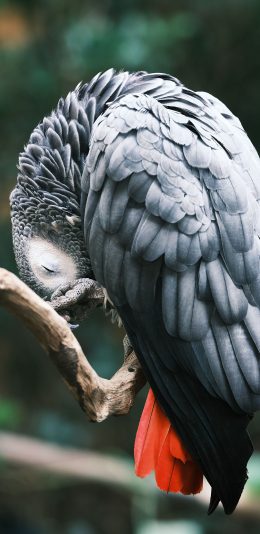 [2436x1125]树枝 飞鸟 鹦鹉 羽毛 苹果手机壁纸图片
