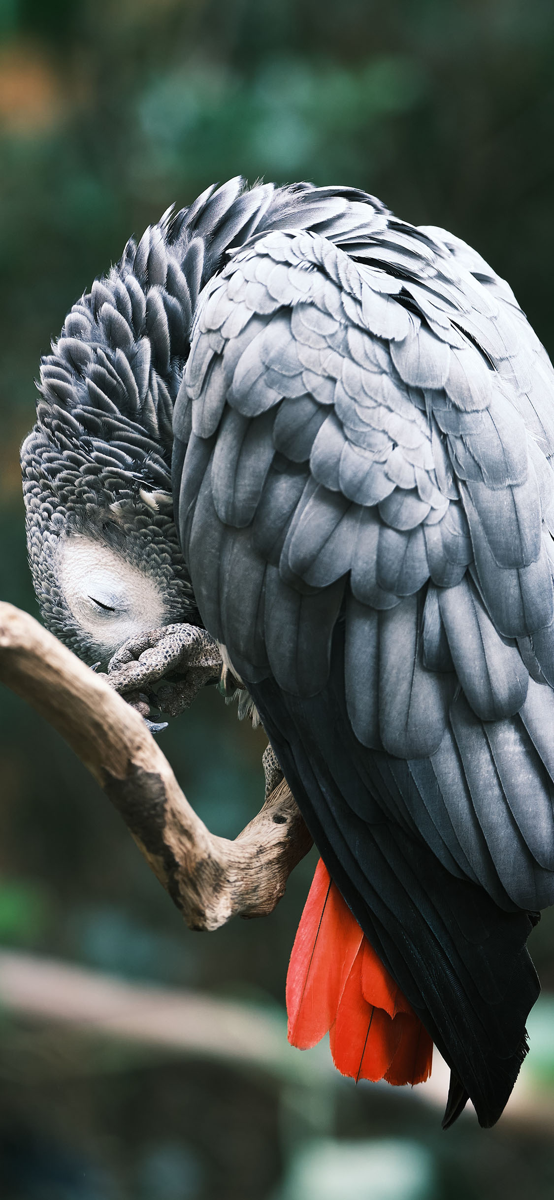 [2436×1125]树枝 飞鸟 鹦鹉 羽毛 苹果手机壁纸图片