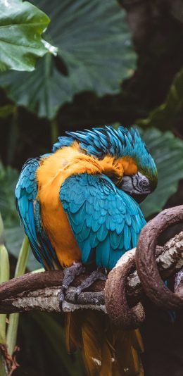 [2436x1125]树枝 飞鸟 鹦鹉 蓝色 苹果手机壁纸图片