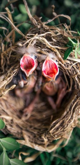 [2436x1125]树枝 鸟窝 雏鸟 嗷嗷待哺 苹果手机壁纸图片