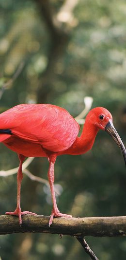 [2436x1125]树枝 鸟类 火红 站立 苹果手机壁纸图片