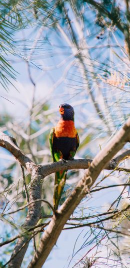 [2436x1125]树枝 鸟类 羽毛 色彩 苹果手机壁纸图片