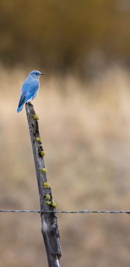[2436x1125]树桩 栖息 飞鸟 知更鸟 蓝色 苹果手机壁纸图片