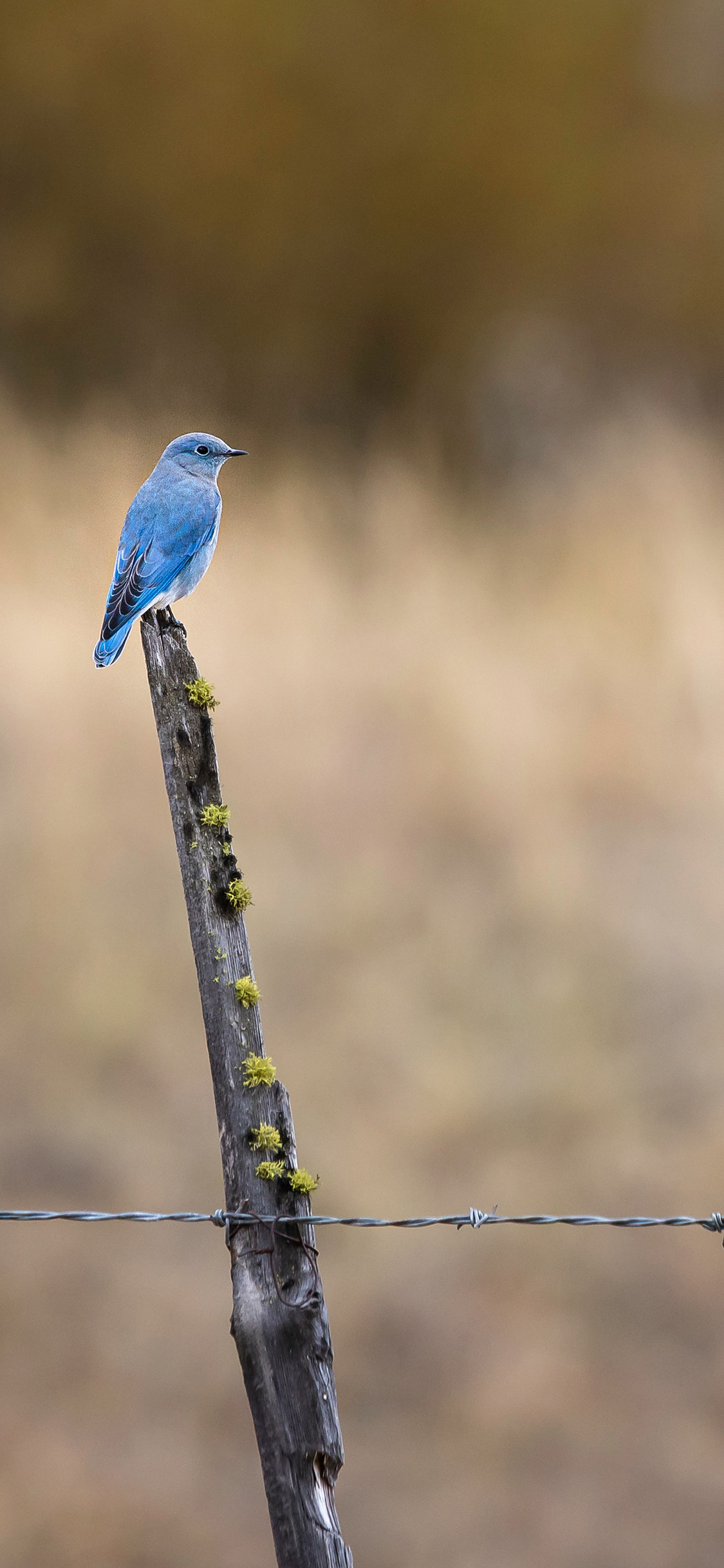 [2436×1125]树桩 栖息 飞鸟 知更鸟 蓝色 苹果手机壁纸图片
