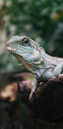 [2436x1125]树桩 蜥蜴科 变色龙 爬行动物 苹果手机壁纸图片