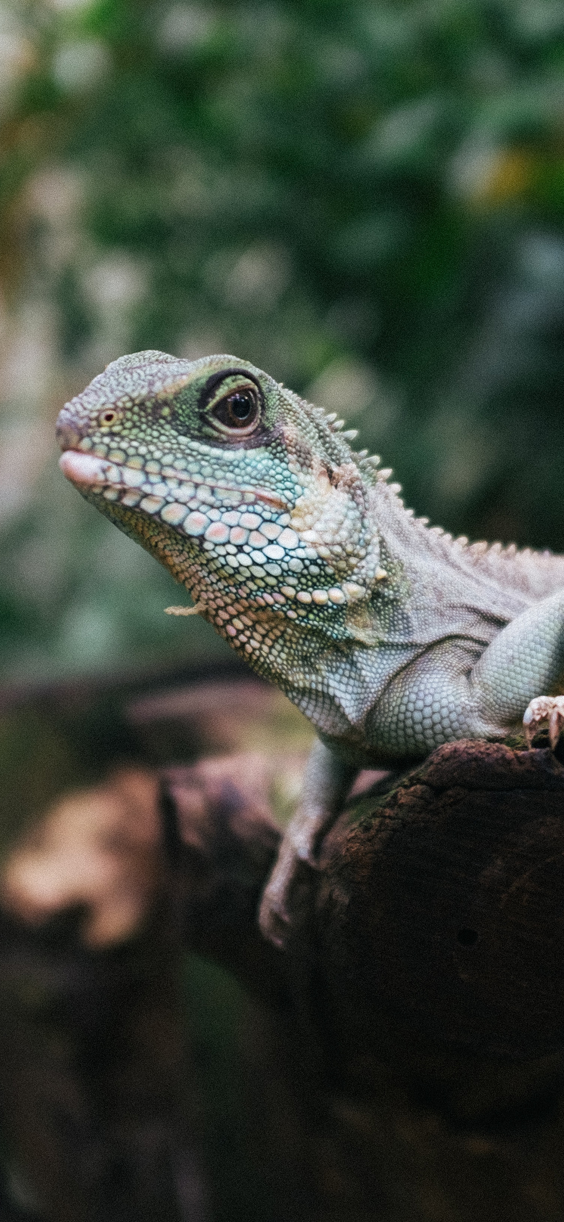 [2436×1125]树桩 蜥蜴科 变色龙 爬行动物 苹果手机壁纸图片