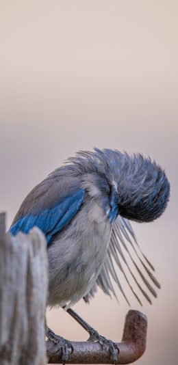 [2436x1125]树桩 飞鸟 小鸟 顺毛 苹果手机壁纸图片