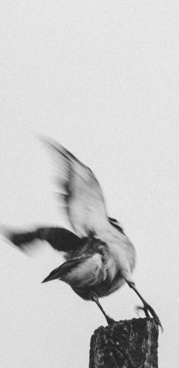 [2436x1125]树桩 飞鸟 展翅 黑白 苹果手机壁纸图片
