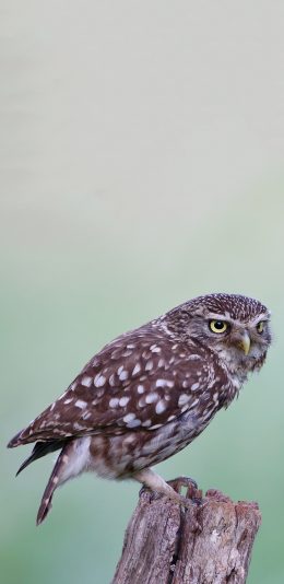 [2436x1125]树桩 飞鸟 猫头鹰 夜行动物 苹果手机壁纸图片