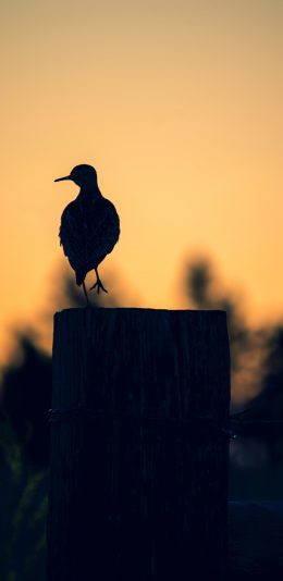 [2436x1125]树桩 飞鸟 背影 栖息 苹果手机壁纸图片