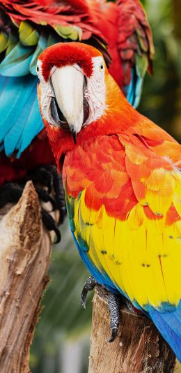 [2436x1125]树桩 飞鸟 鹦鹉 羽毛 苹果手机壁纸图片