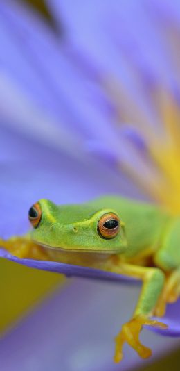 [2436x1125]树蛙 青蛙 两栖动物 睡莲 莲花 苹果手机壁纸图片