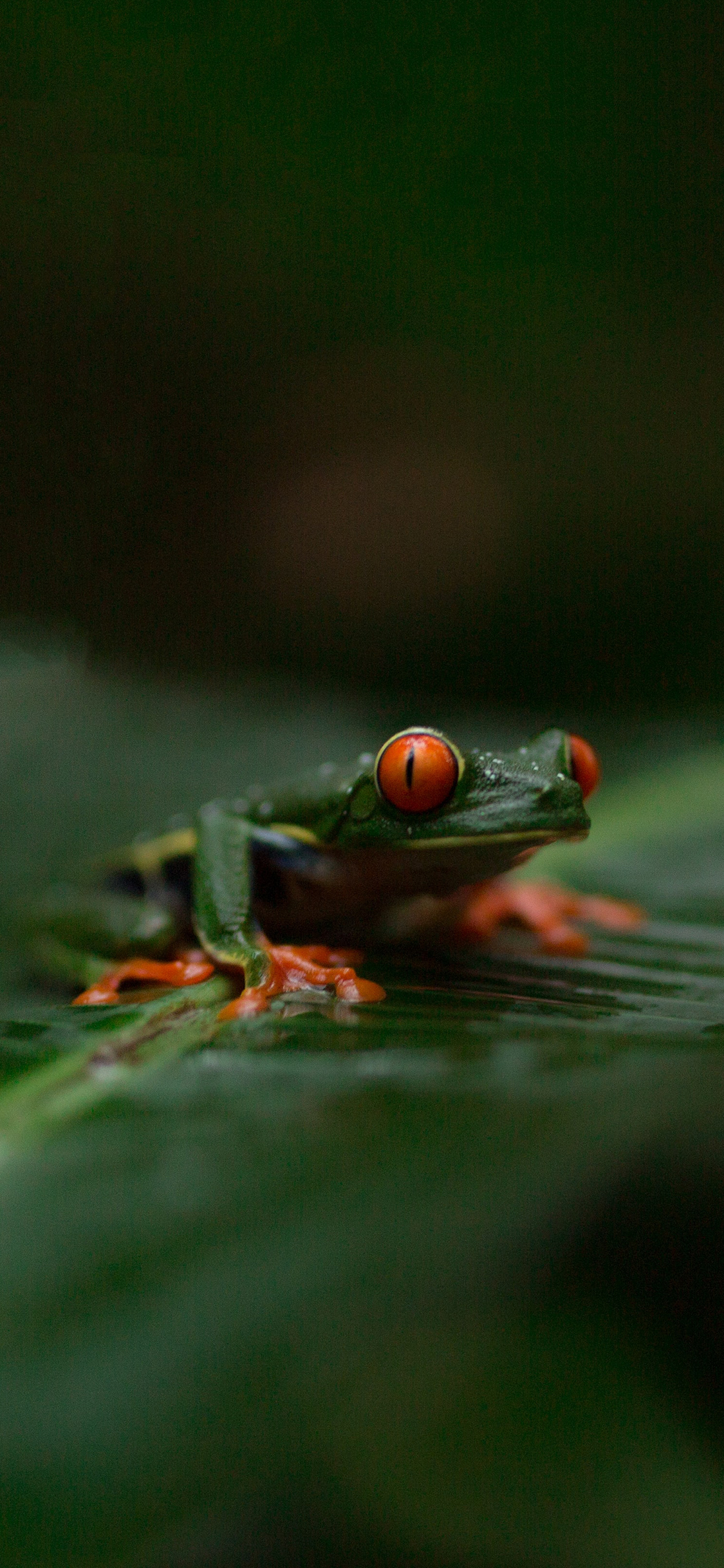 [2436×1125]树蛙 青蛙 叶子 两栖 绿色 苹果手机壁纸图片