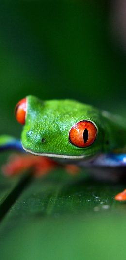 [2436x1125]树蛙 青蛙 绿色 两栖 树叶 苹果手机壁纸图片