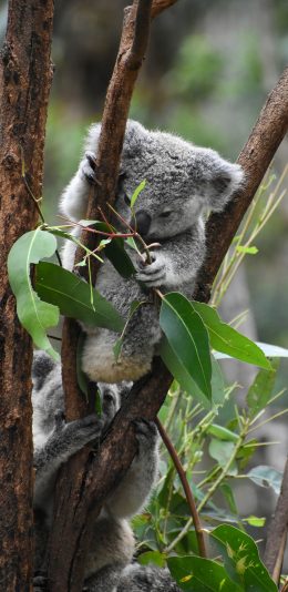 [2436x1125]树袋熊 考拉 树枝 枝叶 桉树 苹果手机壁纸图片