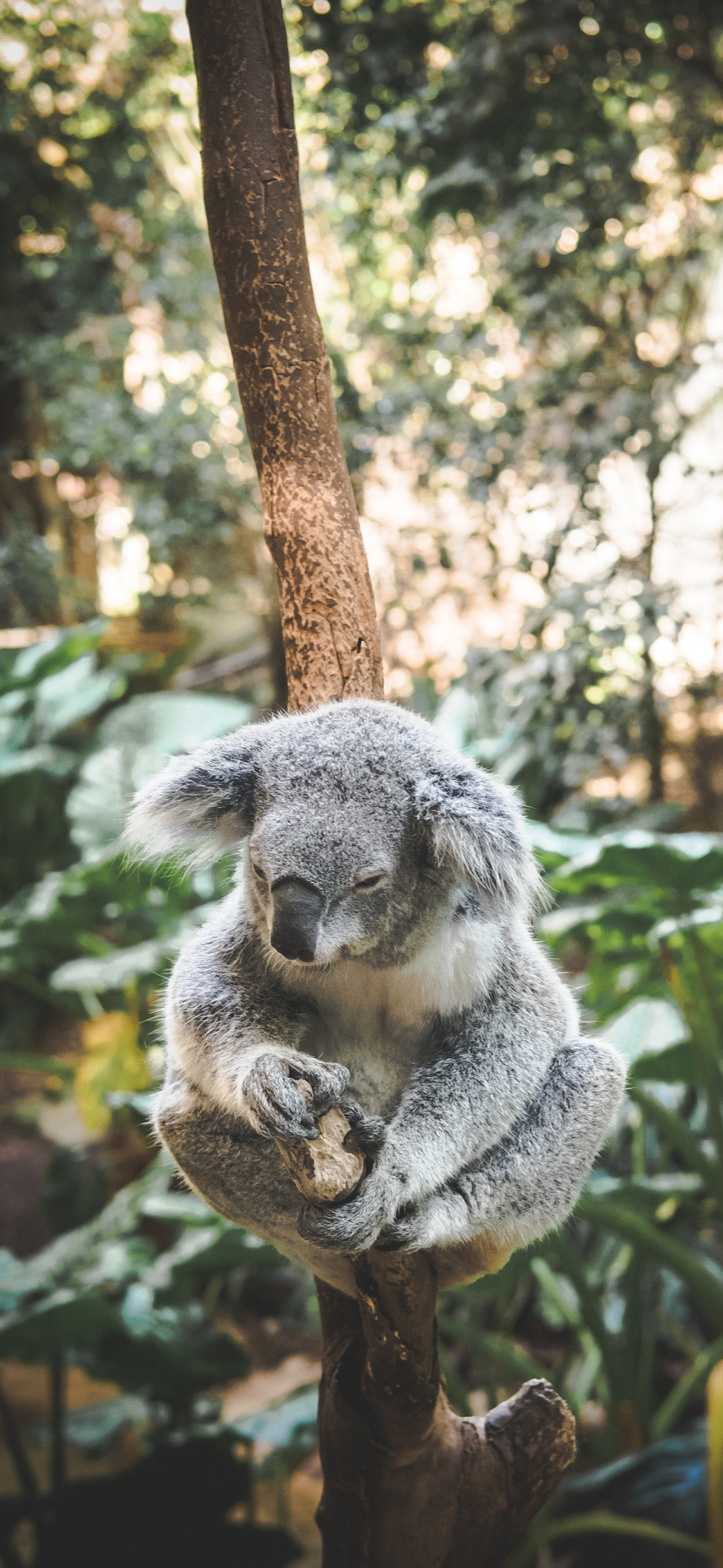 [2436×1125]树袋熊 考拉 睡眠 休憩 树枝 苹果手机壁纸图片