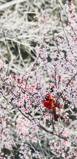 [2436x1125]梅花 飞鸟 北美红雀 栖息 苹果手机壁纸图片