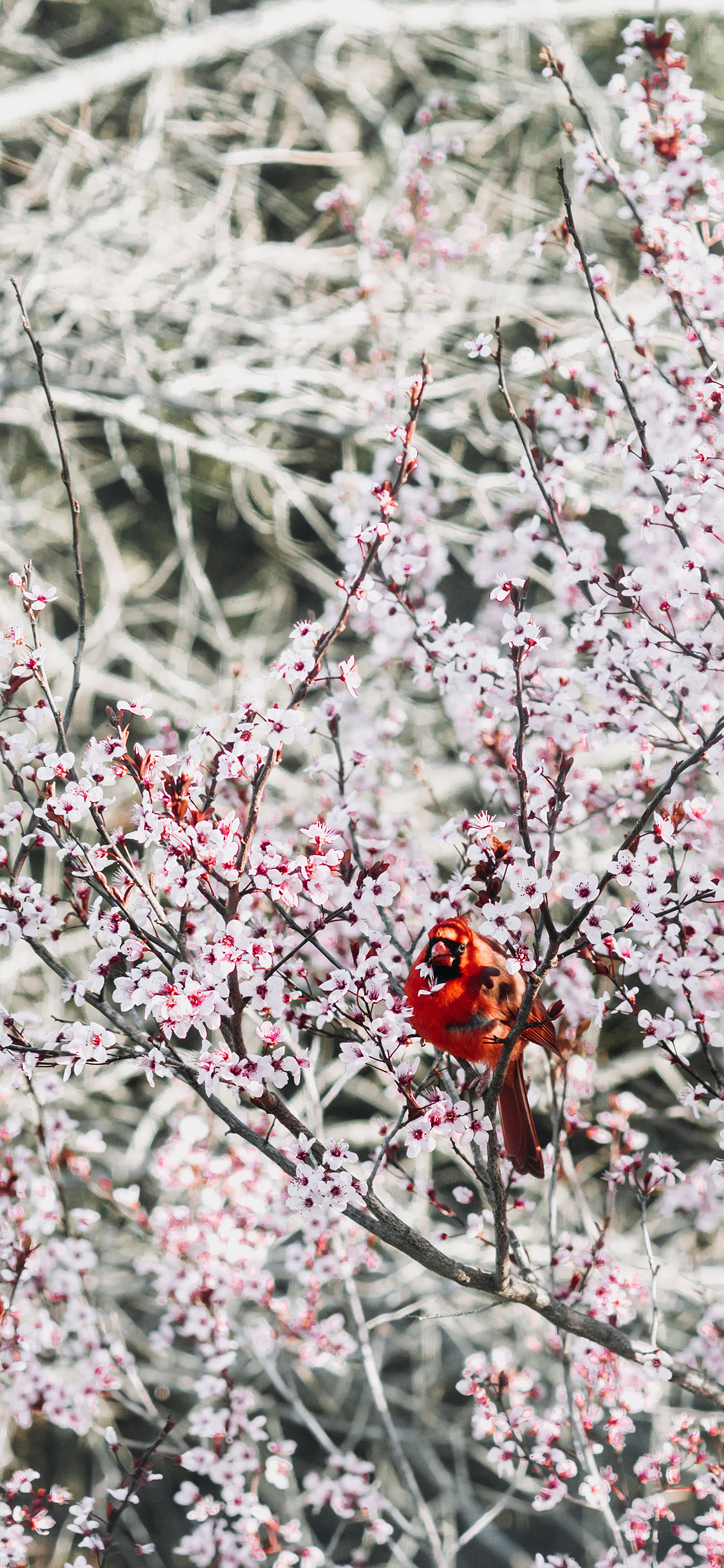 [2436×1125]梅花 飞鸟 北美红雀 栖息 苹果手机壁纸图片