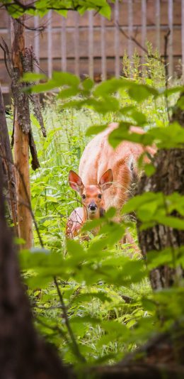[2436x1125]梅花鹿 丛林 叶子 野生 苹果手机壁纸图片
