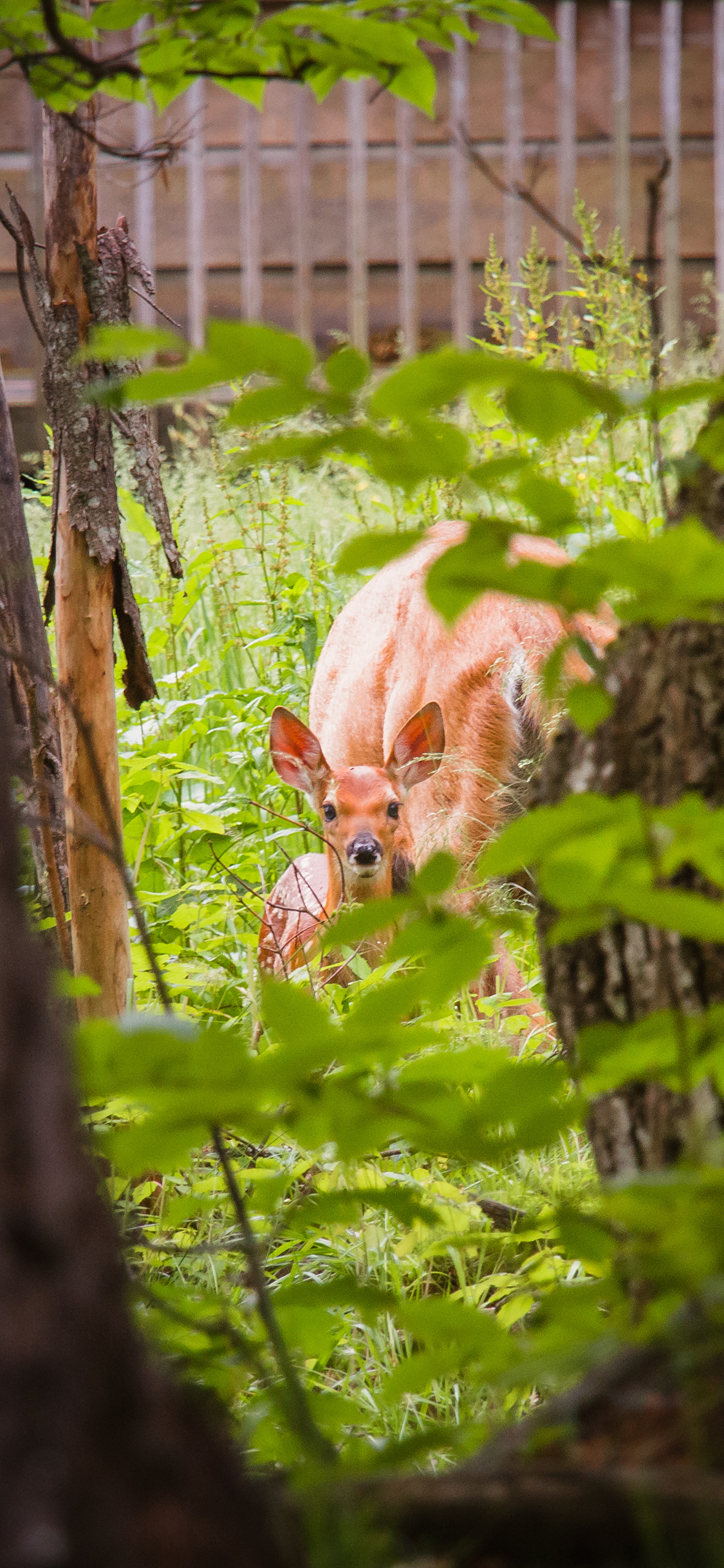 [2436×1125]梅花鹿 丛林 叶子 野生 苹果手机壁纸图片