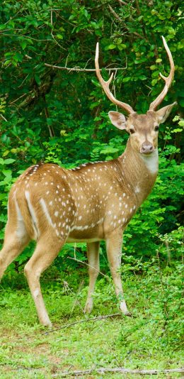 [2436x1125]梅花鹿 丛林 绿色 野生 角 苹果手机壁纸图片