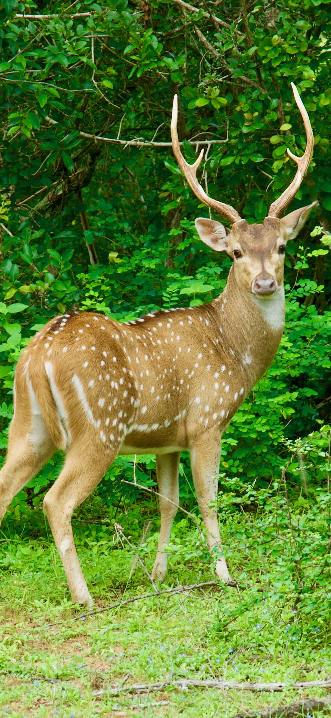 [2436×1125]梅花鹿 丛林 绿色 野生 角 苹果手机壁纸图片