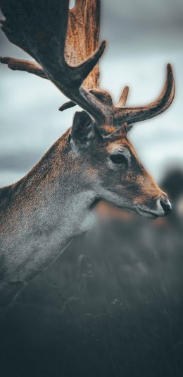 [2436x1125]梅花鹿 公鹿 鹿角 苹果手机壁纸图片