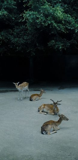 [2436x1125]梅花鹿 养殖 牲畜 植被 苹果手机壁纸图片