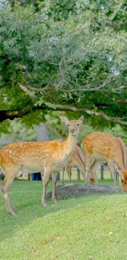 [2436x1125]梅花鹿 养殖 草坪 树木 绿色 苹果手机壁纸图片