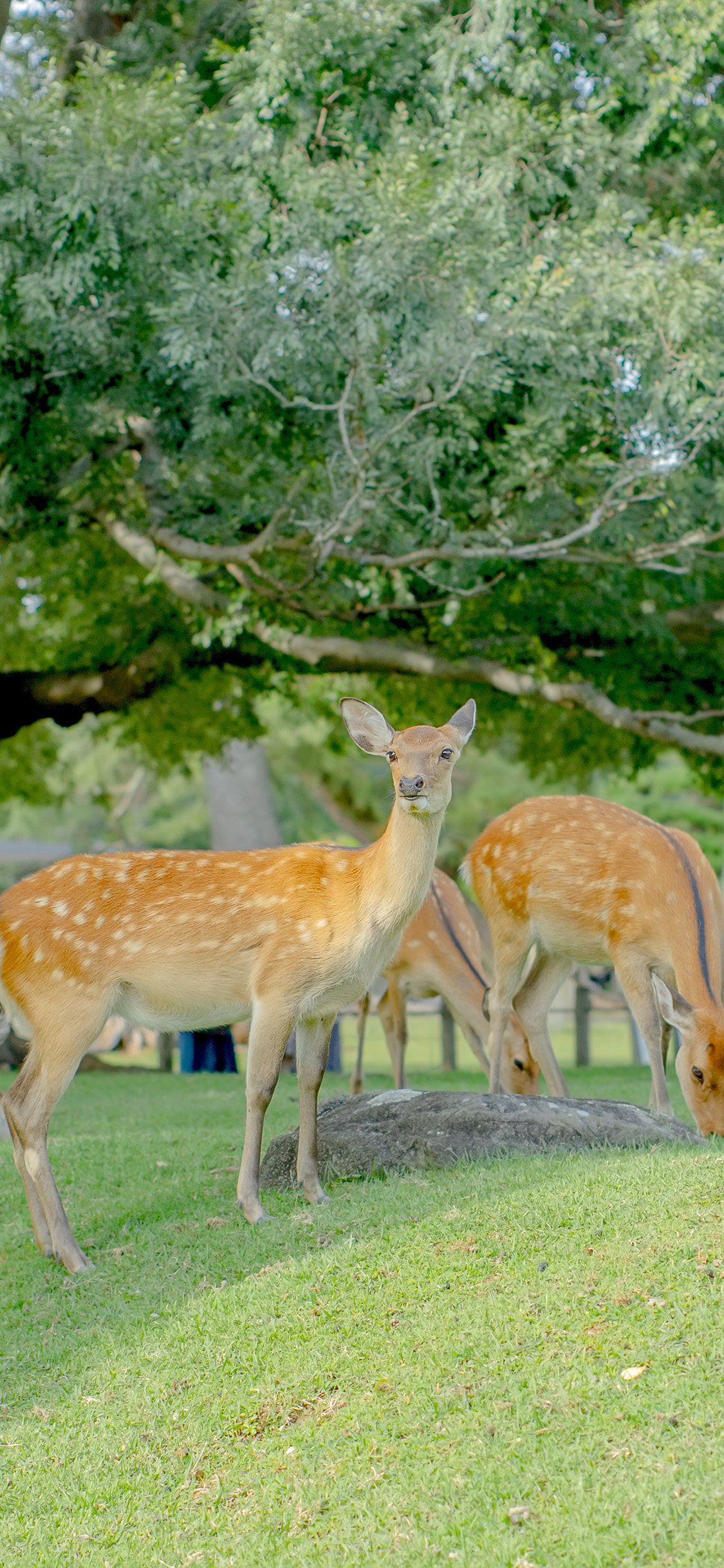 [2436×1125]梅花鹿 养殖 草坪 树木 绿色 苹果手机壁纸图片