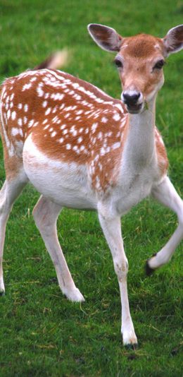 [2436x1125]梅花鹿 动物 皮毛 草地 苹果手机壁纸图片