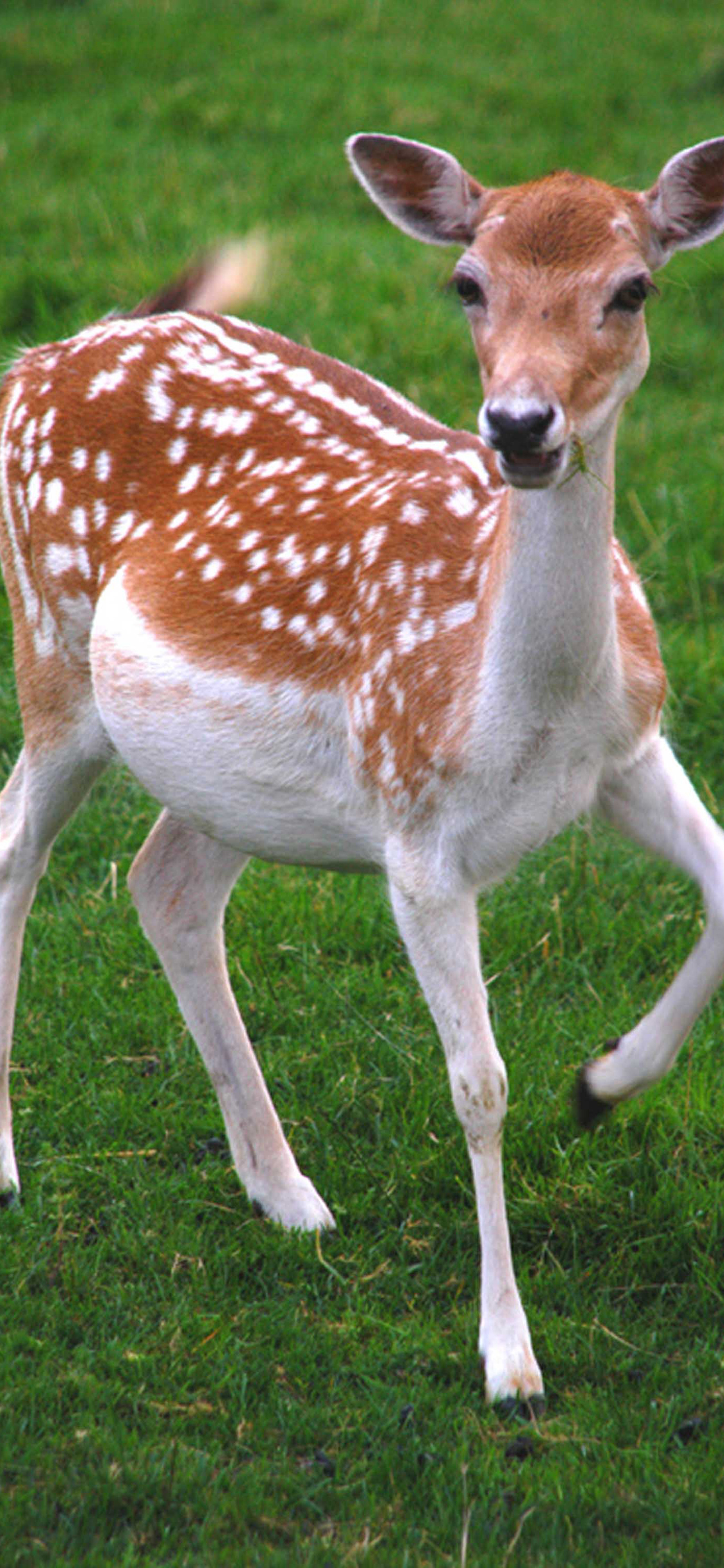 [2436×1125]梅花鹿 动物 皮毛 草地 苹果手机壁纸图片
