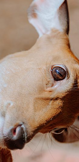 [2436x1125]梅花鹿 可爱 萌 苹果手机壁纸图片